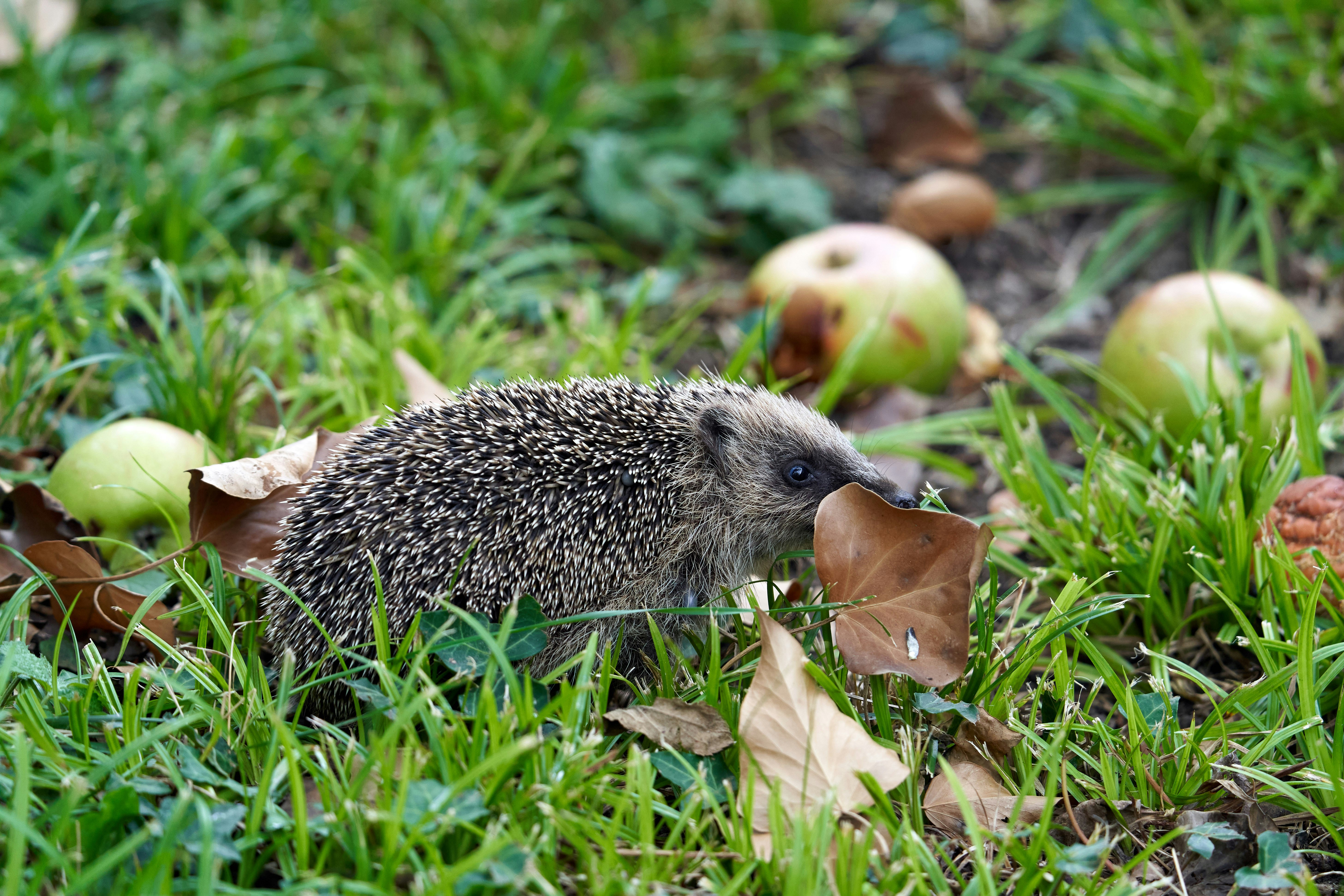 white and black hedgehog on green grass during daytime